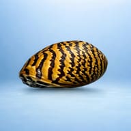 Parallel Nerite Snail (Neritina sp.) side profile on a plain background - view 3