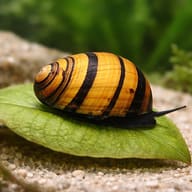 Illustrative Ring Nerite Snail on a broad aquarium leaf; shell pattern and scale vary — representative image - view 4