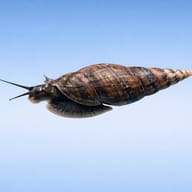 Melanoides granifera Snail (1 cm) | Live Aquatic Snail - Tropical Fish Co — side profile on a plain background - view 4