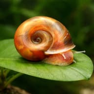 Planorbella duryi close view beside an aquarium plant - view 4