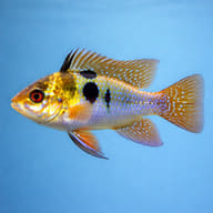 Planorbella duryi side profile on a plain background - view 3