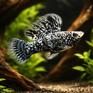 Illustrative Marble Sailfin Molly (Poecilia velifera trade form) in a planted aquarium — representative image - view 1
