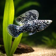 Illustrative Marble Sailfin Molly beside an aquarium plant; pattern and sex vary between live fish — representative image - view 4