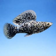 Illustrative side view of Marble Sailfin Molly black-and-white pattern and sail-like dorsal fin — representative image - view 3