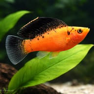 Gold Sailfin Molly beside aquarium plants for size and shape reference (Poecilia velifera) — representative image - view 4