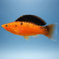 Side view of a Gold Sailfin Molly with a tall dorsal fin (Poecilia velifera) — representative image - view 3