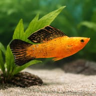 Gold Molly (Poecilia sphenops) — Orange and black sailfin-type molly beside aquarium plants, representative gallery image - view 4