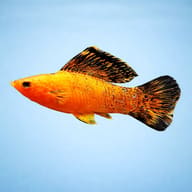 Gold Molly (Poecilia sphenops) — Orange and black sailfin-type molly side profile, representative gallery image - view 3