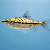 Spotted Headstander (Chilodus punctatus) side profile on a plain background - view 3