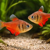 Flame Tetra Diamond (Hyphessobrycon flammeus diamant) pair in a planted aquarium - view 2