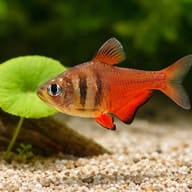 Flame Tetra Diamond (Hyphessobrycon flammeus diamant) close view beside an aquarium plant - view 4