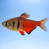 Flame Tetra Diamond (Hyphessobrycon flammeus diamant) side profile on a plain background - view 3
