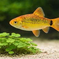 Golden Barb (Barbodes semifasciolatus) shoal moving through aquarium plants — representative image - view 4