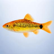 Golden Barb (Barbodes semifasciolatus) side view in open swimming space — representative image - view 3