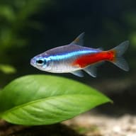 Representative image of a Neon Tetra swimming above a broad green aquarium leaf - view 5