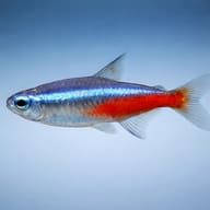 Representative side-view image of a Neon Tetra on a pale blue background - view 4