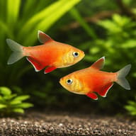 Illustration of two orange Flame Tetra-type fish in a planted aquarium - view 2