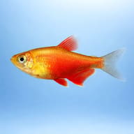 Side-view illustration of an orange Flame Tetra-type fish - view 3