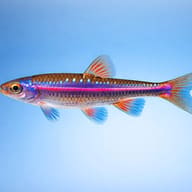 Side view of a Rainbow Shiner with blue spots and a pink stripe against a pale blue background - view 3