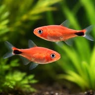 Axelrodia riesei — freshwater tropical fish UK — South American Tetra — pair in a planted aquarium — representative image - view 2