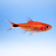 Axelrodia riesei — freshwater tropical fish UK — South American Tetra — side profile on a plain background - view 3