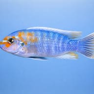 Fuelleborn's Cichlid — side profile on a plain background — representative image - view 3