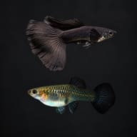 Full Black guppy pair on a dark background, the male solid black and the female grey-olive with a black tail - view 2