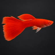 Male Full Red Albino guppy on a dark background, showing the red body, fins and red eye - view 2