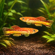 Amiet's Lyretail Killifish (Fundulopanchax amieti) pair in planted aquarium — representative image - view 2
