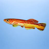 Amiet's Lyretail Killifish — Fundulopanchax amieti Edea-Yaounde clean side profile — representative image - view 3