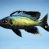 Furcifer kigoma — side profile on a plain background — representative image - view 3