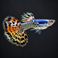 Male Galaxy Mosaic Red guppy on a dark background, showing the blue front patch and leopard-mosaic tail - view 2