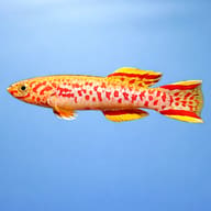 Gardner's Killifish Akure — side profile on a plain background — representative image - view 3