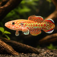 Gardner's Killifish with vivid red and blue-green markings swimming above wood and gravel - view 1