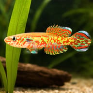 Gardner's Killifish swimming beside a tall green leaf above pale substrate - view 4
