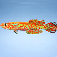 Gardner's Killifish in side profile with vivid red and turquoise patterning - view 3