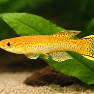 Gardner's Killifish Gold — close view showing fin and scale detail — representative image - view 4