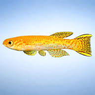 Gardner's Killifish Gold — side profile on a plain background — representative image - view 3