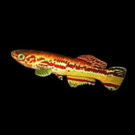 Gardner's Killifish with red markings on a metallic green-gold body against black - view 5