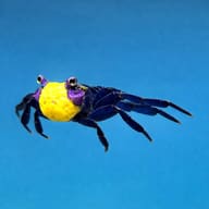 Geosesarma sp. Red batik — Yellow Benana Vampire Crab Geosesarma Sp — side profile on a plain background - view 3