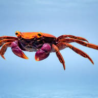 Geosesarma sp. red carnaval — side profile on a plain background — representative image - view 3