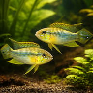 Gephyra Dwarf Cichlid — pair in a planted aquarium — representative image - view 2