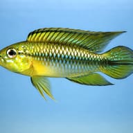 Gephyra Dwarf Cichlid — side profile on a plain background — representative image - view 3