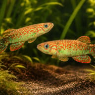 Gery's Killie (Roloffia geryi) — pair in a planted aquarium — representative image - view 2