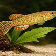 Gery's Killie (Roloffia geryi) — close view showing fin and scale detail — representative image - view 4