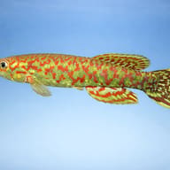 Gery's Killie (Roloffia geryi) — side profile on a plain background — representative image - view 3