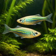 Giant Danio — Shoal of Giant Danios (Devario malabaricus) in a planted freshwater aquarium — representative image - view 2