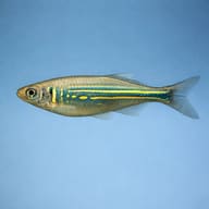 Giant Danio (Devario malabaricus) side profile showing blue and gold markings — representative image - view 3