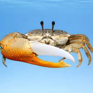 Giant Fiddler Crab — side profile on a plain background — representative image - view 3