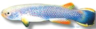 Giant/Hart's Rivulus, Anablepsoides hartii - view 5